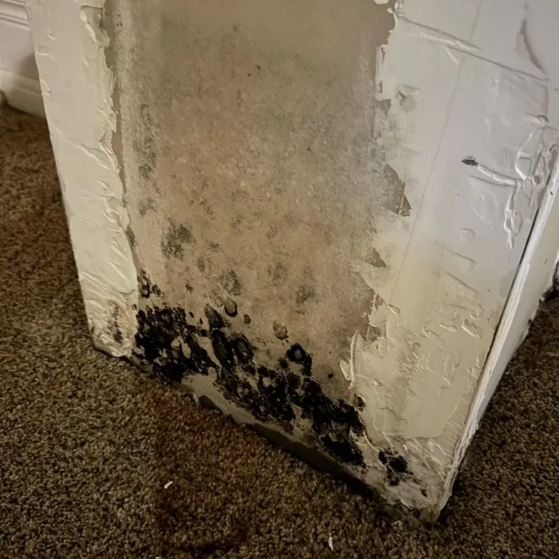 Professional Mold Removal in Morganfield, KY